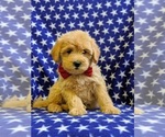 Small Photo #5 Goldendoodle-Poodle (Miniature) Mix Puppy For Sale in NEW PROVIDENCE, PA, USA