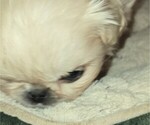 Puppy Simba Pekingese