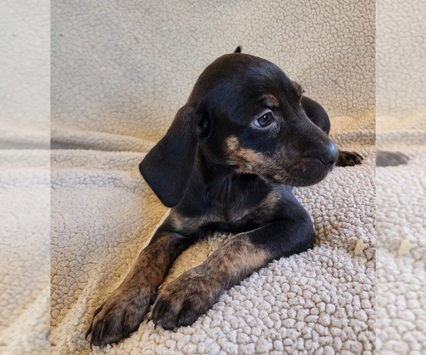 Full screen Photo #18 Catahoula Leopard Dog Puppy For Sale in CUMBY, TX, USA