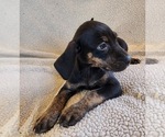 Small Photo #18 Catahoula Leopard Dog Puppy For Sale in CUMBY, TX, USA