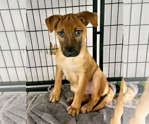 Medium Photo #3 German Shepherd Dog Puppy For Sale in GILBERTS, IL, USA