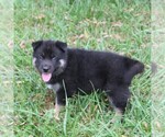 Small Photo #3 German Shepherd Dog-Siberian Husky Mix Puppy For Sale in OTTAWA, KS, USA