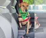 Small #2 Labrador Retriever Mix