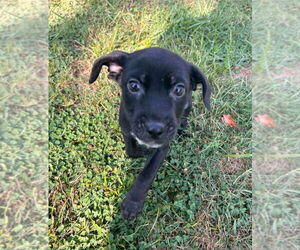 Borador Dogs for adoption in Aurora, IN, USA