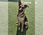 Small #2 German Shepherd Dog