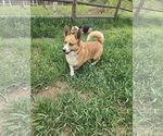 Small #2 Pembroke Welsh Corgi