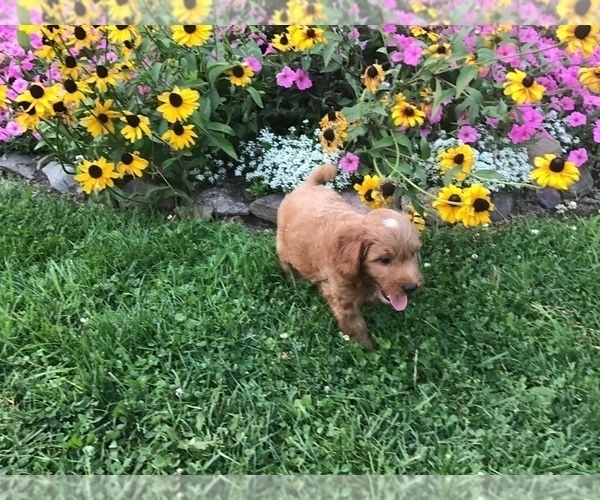 Medium Photo #5 Goldendoodle-Poodle (Miniature) Mix Puppy For Sale in CURTISS, WI, USA