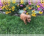 Small #4 Goldendoodle-Poodle (Miniature) Mix