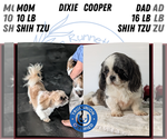 Small Photo #22 Shih Tzu Puppy For Sale in GOSHEN, IN, USA