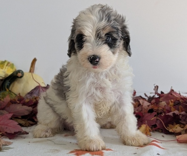 Medium Photo #4 Schnoodle (Miniature) Puppy For Sale in GOSHEN, IN, USA