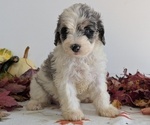 Small Photo #41 Schnoodle (Miniature) Puppy For Sale in GOSHEN, IN, USA