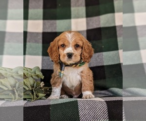 Cocker Spaniel Puppy for sale in NEW HOLLAND, PA, USA