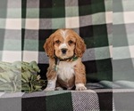 Small Photo #1 Cocker Spaniel Puppy For Sale in NEW HOLLAND, PA, USA