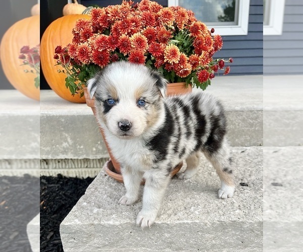 Medium Photo #1 Australian Shepherd Puppy For Sale in LODA, IL, USA