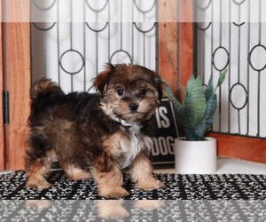 Morkie Puppy for sale in NAPLES, FL, USA