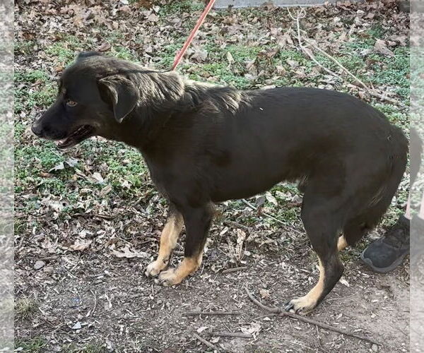 Medium Photo #4 Mutt Puppy For Sale in Harrison, AR, USA