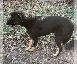 Max - Male Mutt Dog for Adoption - Photo #4
