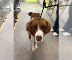 Australian Shepherd Dog for Adoption in Rancho Cucamonga, California USA