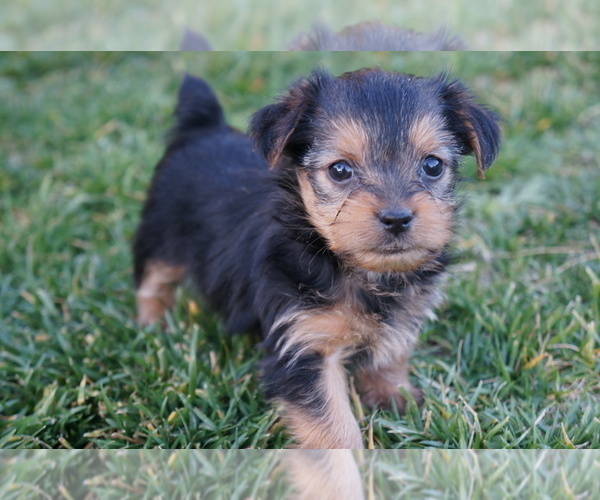 Medium Photo #9 Yorkshire Terrier Puppy For Sale in ESCONDIDO, CA, USA
