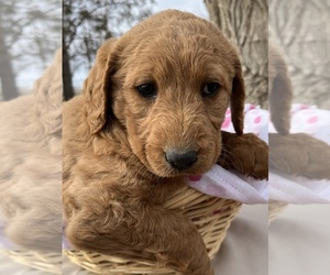 Labradoodle Puppy for sale in LOMA, CO, USA