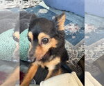 Small #3 Chihuahua Mix