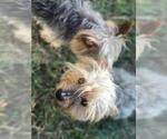 Small Photo #1 Silky Terrier Puppy For Sale in WASHBURN, MO, USA