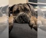 Small Photo #1 Anatolian Mastiff-Cane Corso Mix Puppy For Sale in VANCOUVER, WA, USA
