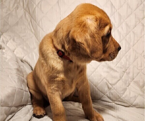 Medium Photo #64 Labrador Retriever Puppy For Sale in BUFFALO, NY, USA