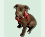 Small Labrador Retriever Mix