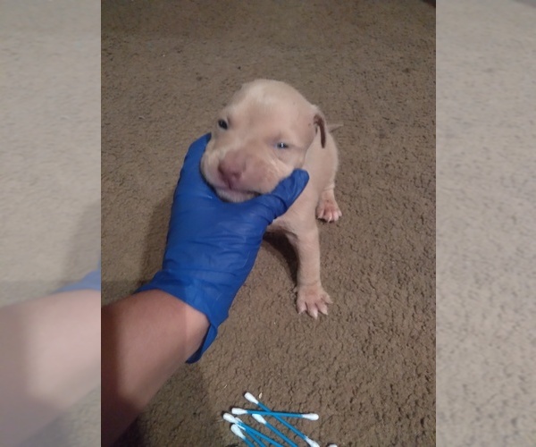 Medium Photo #9 American Bully Puppy For Sale in PENSACOLA, FL, USA
