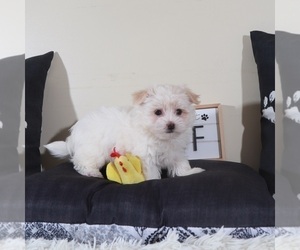 Havanese Puppy for sale in MOUNT VERNON, OH, USA