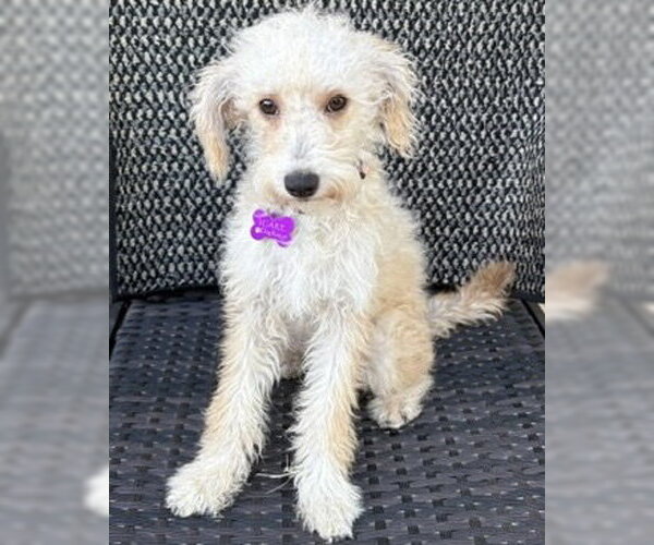 Medium Photo #3 Poodle (Miniature)-Unknown Mix Puppy For Sale in Corona, CA, USA