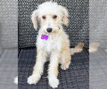 Small #2 Poodle (Miniature) Mix