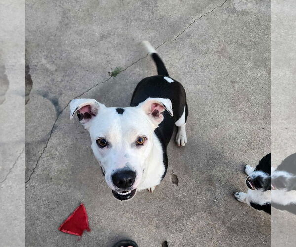 Medium Photo #5 American Pit Bull Terrier-Unknown Mix Puppy For Sale in Visalia, CA, USA