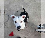 Small #4 American Pit Bull Terrier Mix