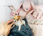 Small #7 Chihuahua