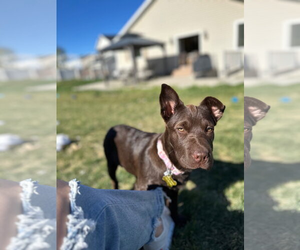 Medium Photo #12 Labrador Retriever-Unknown Mix Puppy For Sale in Sandy, UT, USA