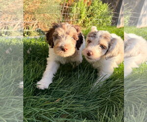Arvo - Male Australian Shepherd-Unknown Mix Dog for Adoption - Photo #7