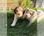 Small Photo #7 Australian Shepherd-Unknown Mix Puppy For Sale in Sandy, UT, USA