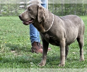 Mother of the Labrador Retriever puppies born on 05/20/2025
