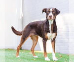 Small #2 Labrador Retriever Mix