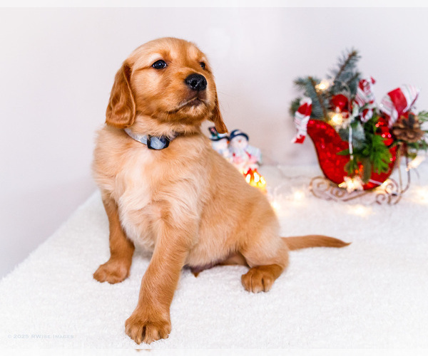 Medium Photo #27 Golden Retriever Puppy For Sale in WAKARUSA, IN, USA