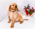 Small Photo #27 Golden Retriever Puppy For Sale in WAKARUSA, IN, USA