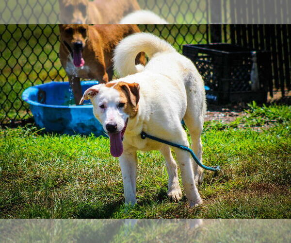 Medium Photo #3 Labrador Retriever-Unknown Mix Puppy For Sale in Evansville, IN, USA