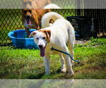 Small #2 Labrador Retriever Mix