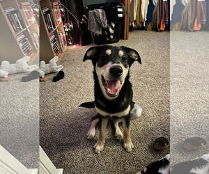 Australian Kelpie-German Shepherd Dog Mix Dogs for adoption in Princeton, MN, USA