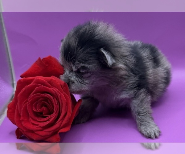 Medium Photo #6 Pomeranian Puppy For Sale in PORTLAND, ME, USA