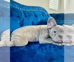 Small Photo #9 English Bulldog Puppy For Sale in MORENO VALLEY, CA, USA