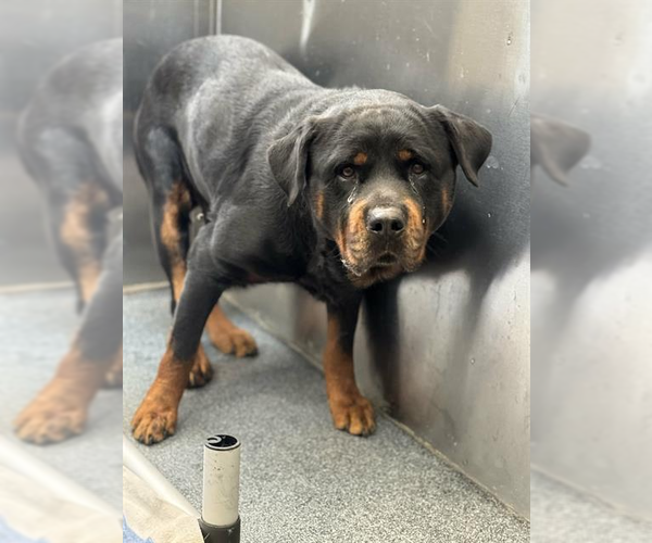 Medium Photo #5 Rottweiler Puppy For Sale in Hillsboro, NH, USA