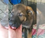 Small Photo #1 German Shepherd Dog Puppy For Sale in DAVISON, MI, USA